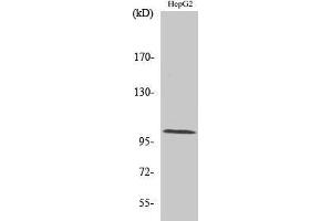Western Blotting (WB) image for anti-Actinin, alpha 2/3 (ACTN2/3) (N-Term) antibody (ABIN3173667) (ACTN2/3 抗体  (N-Term))