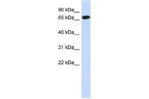 Western Blotting (WB) image for anti-Chromosome 1 Open Reading Frame 65 (C1ORF65) antibody (ABIN2459621) (C1orf65 抗体)