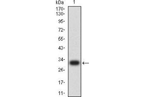Western blot analysis using CD137 mAb against human CD137 (AA: 214-255) recombinant protein.