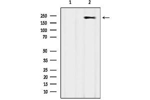 anti-Myosin Heavy Chain 2, Skeletal Muscle, Adult (MYH2) (Internal Region) antibody