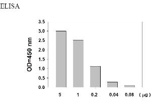 Image no. 5 for Epidermal Growth Factor Receptor (EGFR) ELISA Kit (ABIN625237) (EGFR ELISA 试剂盒)
