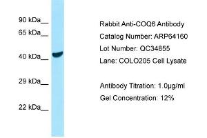 Western Blotting (WB) image for anti-Coenzyme Q6, Monooxygenase (COQ6) (C-Term) antibody (ABIN2789753) (COQ6 抗体  (C-Term))