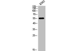 Western blot analysis of K562cellslysate, antibody was diluted at 500. (FOXO4 抗体  (acLys189))