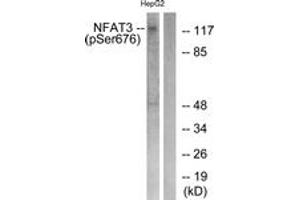 Western blot analysis of extracts from HepG2 cells treated with Ca2+ 40uM 30', using NFAT3 (Phospho-Ser676) Antibody. (NFATC4 抗体  (pSer676))