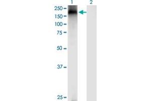 Western Blotting (WB) image for anti-Transient Receptor Potential Cation Channel, Subfamily A, Member 1 (TRPA1) (AA 1033-1117) antibody (ABIN563897)