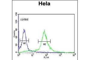 PIK4CB Antibody (Center) (ABIN390935 and ABIN2841135) flow cytometric analysis of Hela cells (right histogram) compared to a negative control cell (left histogram). (PI4KB 抗体  (AA 519-548))