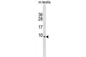 PDE6H Antibody (Center) (ABIN1881645 and ABIN2838789) western blot analysis in mouse testis tissue lysates (35 μg/lane). (PDE6H 抗体  (AA 4-33))