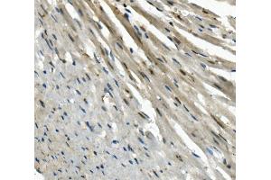 IHC analysis of EAPP using anti-EAPP antibody (ABIN7599214). (EAPP 抗体  (AA 1-285))