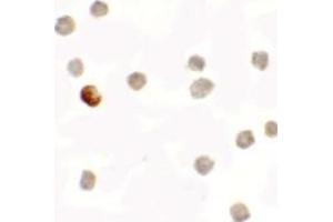 Immunohistochemistry (IHC) image for anti-Succinate Dehydrogenase Complex Assembly Factor 1 (SDHAF1) (C-Term) antibody (ABIN1030650) (SDHAF1 抗体  (C-Term))