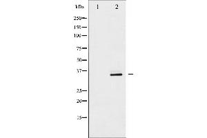Western blot analysis of CDC2 expression in HepG2 whole cell lysates,The lane on the left is treated with the antigen-specific peptide. (CDK1 抗体  (N-Term))