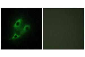 Immunofluorescence (IF) image for anti-serine Incorporator 2 (SERINC2) (C-Term) antibody (ABIN1849918) (SERINC2 抗体  (C-Term))