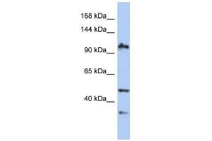XAB2 antibody used at 0. (XAB2 抗体  (N-Term))