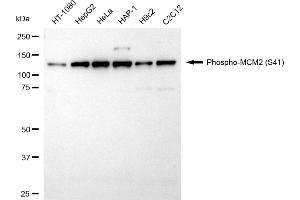 Western blotting analysis using phospho-MCM2 (S41) antibody (ABIN7799418).
