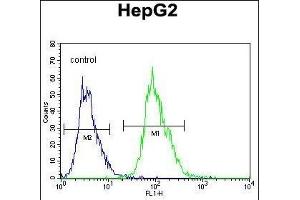 OR4K5 Antibody (C-term) (ABIN655937 and ABIN2845329) flow cytometric analysis of HepG2 cells (right histogram) compared to a negative control cell (left histogram). (OR4K5 抗体  (C-Term))