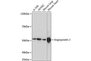 Western blot analysis of extracts of various cell lines, using  Rabbit mAb (ABIN7265589) at 1:1000 dilution. (Angiopoietin 2 抗体)