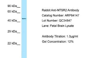 Western Blotting (WB) image for anti-Neurotensin Receptor 2 (NTSR2) (C-Term) antibody (ABIN2789746) (NTSR2 抗体  (C-Term))