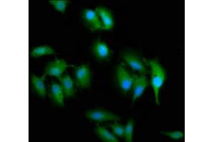 Immunofluorescence staining of Hela cells with ABIN7169791 at 1:200, counter-stained with DAPI. (SLC2A4RG 抗体  (AA 1-100))