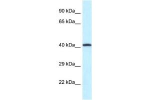 WB Suggested Anti-P2rx2 Antibody   Titration: 1. (P2RX2 抗体  (Middle Region))