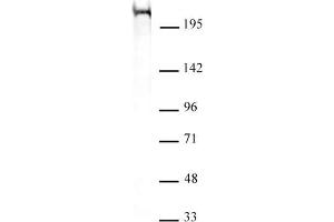 Chd5 antibody (mAb) (Clone 5A10) tested by Western blot. (CHD5 抗体  (C-Term))