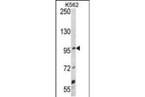 Western blot analysis of UNC5C Antibody in K562 cell line lysates (35ug/lane)