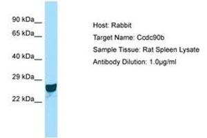 Image no. 1 for anti-Coiled-Coil Domain Containing 90B (CCDC90B) (AA 151-200) antibody (ABIN6749915) (CCDC90B 抗体  (AA 151-200))