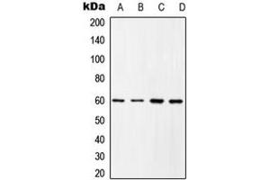 Western blot analysis of c-SRC (pY419) expression in HEK293T EGF-treated (A), COLO205 (B), Raw264. (Src 抗体  (C-Term, pTyr419))