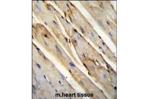 GAS1 Antibody immunohistochemistry analysis in formalin fixed and paraffin embedded mouse heart tissue tissue followed by peroxidase conjugation of the secondary antibody and DAB staining. (GAS1 抗体  (N-Term))