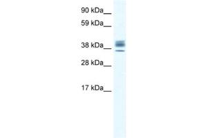 Western Blotting (WB) image for anti-ESX Homeobox 1 (ESX1) antibody (ABIN2461431) (ESX Homeobox 1 抗体)