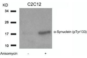 Western blot analysis of extracts from C2C12 cells untreated or treated with Anisomycin using a-Synuclein(Phospho-Tyr133) Antibody. (SNCA 抗体  (pTyr133))