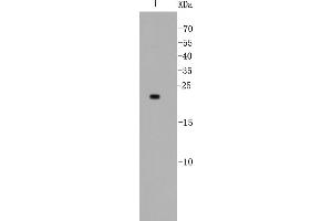 Lane 1: MCF-7 lysates probed with Bad (5D4) Monoclonal Antibody  at 1:500. (BAD 抗体)