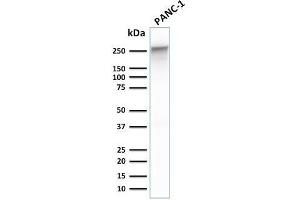 Western Blot Analysis of human PANC-1 cell lysate using Spectrin beta III Mouse Monoclonal Antibody (SPTBN2/1778). (Spectrin, Beta, Non-erythrocytic 2 (SPTBN2) (AA 356-475) 抗体)