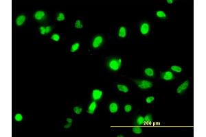 Immunofluorescence (IF) image for anti-Fanconi Anemia Complementation Group G (FANCG) (AA 1-622) antibody (ABIN560843)
