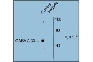 Western blot of Rat hippocampal lysate showing specific immunolabeling of the ~53k GABAAB3 protein phosphorylated at Serine408/409 (Control). (GABRB3 抗体  (pSer408, pSer409))