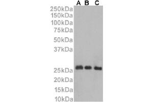 Western Blot using anti-CD53 antibody HD77. (Recombinant CD53 抗体)