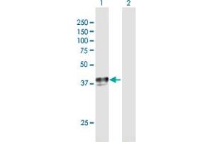 Western Blot analysis of SLC29A1 expression in transfected 293T cell line by SLC29A1 MaxPab polyclonal antibody.