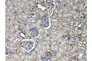 IHC testing of FFPE mouse kidney tissue with Thrombopoietin antibody at 1ug/ml. (Thrombopoietin 抗体)