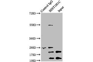 Immunoprecipitating HIST1H1C in Hela whole cell lysate (treated with 30 mM sodium butyrate for 4h) Lane 1: Rabbit control IgG instead of ABIN7139207 in Hela whole cell lysate (treated with 30 mM sodium butyrate for 4h). (HIST1H1C 抗体  (acLys96))
