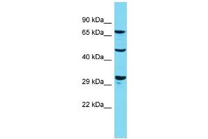 Host: Rabbit Target Name: Dusp7 Sample Type: Rat Pancreas lysates Antibody Dilution: 1. (DUSP7 抗体  (N-Term))