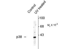 Image no. 1 for anti-Mitogen-Activated Protein Kinase 14 (MAPK14) (pThr180), (pTyr182) antibody (ABIN372694)