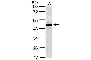 WB Image Sample (30 ug of whole cell lysate) A: Hep G2 , 10% SDS PAGE antibody diluted at 1:1000 (HPD 抗体)