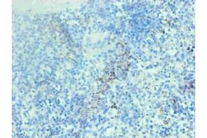 Immunohistochemical of paraffin-embedded human spleen tissue using ABIN7137917 at dilution of 1:200 (Hemoglobin 抗体)