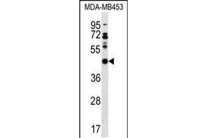 Western blot analysis in MDA-MB453 cell line lysates (35ug/lane). (DNAJB5 抗体  (C-Term))