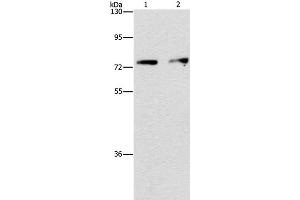 Western Blot analysis of Hela and hepG2 cell using INTS10 Polyclonal Antibody at dilution of 1:475 (INTS10 抗体)