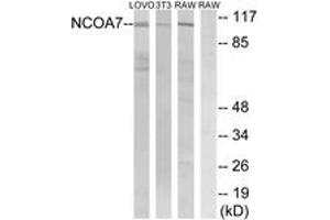Western blot analysis of extracts from LOVO/NIH-3T3/RAW264. (NCOA7 抗体  (AA 422-471))