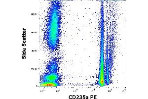Flow cytometry surface staining pattern of human peripheral whole blood stained using anti-human CD235a (JC159) PE antibody (10 μL reagent / 100 μL of peripheral whole blood). (CD235a/GYPA 抗体  (PE))