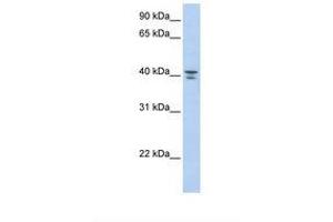 Image no. 1 for anti-Guanine Nucleotide Binding Protein (G Protein) alpha 12 (GNA12) (AA 146-195) antibody (ABIN6739004) (GNA12 抗体  (AA 146-195))