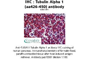 Image no. 1 for anti-alpha Tubulin (TUBA1) (AA 426-450) antibody (ABIN1740442) (alpha Tubulin 抗体  (AA 426-450))