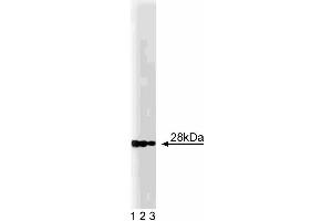 Western blot analysis of GS28 on a RSV-3T3 lysate. (GS28 抗体  (AA 3-108))