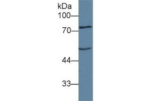 Detection of ANGPT1 in Mouse Liver lysate using Polyclonal Antibody to Angiopoietin 1 (ANGPT1) (Angiopoietin 1 抗体  (AA 21-228))