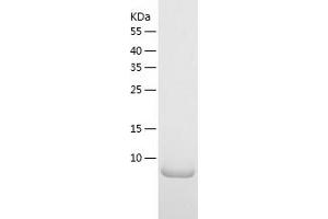 Western Blotting (WB) image for Polymerase (RNA) II (DNA Directed) Polypeptide K, 7.0kDa (POLR2K) (AA 1-58) protein (His tag) (ABIN7124524) (POLR2K Protein (AA 1-58) (His tag))